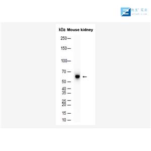 磷酸化糖原合酶激酶3β抗体,phospho-GSK3 Beta (Tyr216) Rabbit pAb