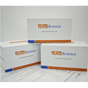 抗基孔肯雅病毒非结构蛋白1多克隆抗体,Anti-CHIKV NSP1 Polyclonal Antibody