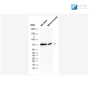 磷酸化丝裂原活化蛋白激酶MKK3/6抗体