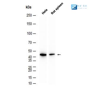 磷酸化受体酪氨酸激酶抗体