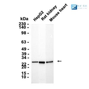 磷酸化三羟基三甲基辅酶A还原酶抗体