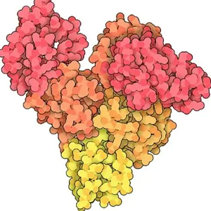 鬼臼毒素-牛血清白蛋白偶联物,Podophyllotoxin-BSA Conjugate