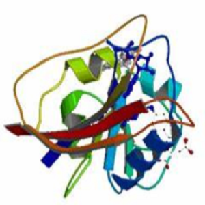 Curcumin-OVA Conjugate，姜黄素-鸡卵清白蛋白偶联物