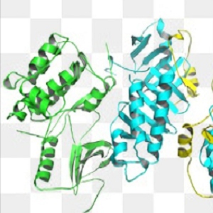 Puerarin-OVA Conjugate，葛根素-鸡卵清白蛋白偶联物