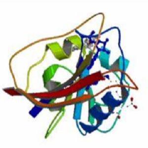 Genistin-BSA Conjugate，染料木苷-牛血清白蛋白偶联物
