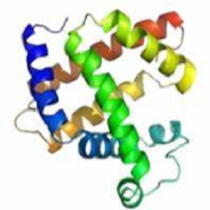 迷迭香酸-鸡卵清白蛋白偶联物,Rosmarinic Acid-OVA Conjugate