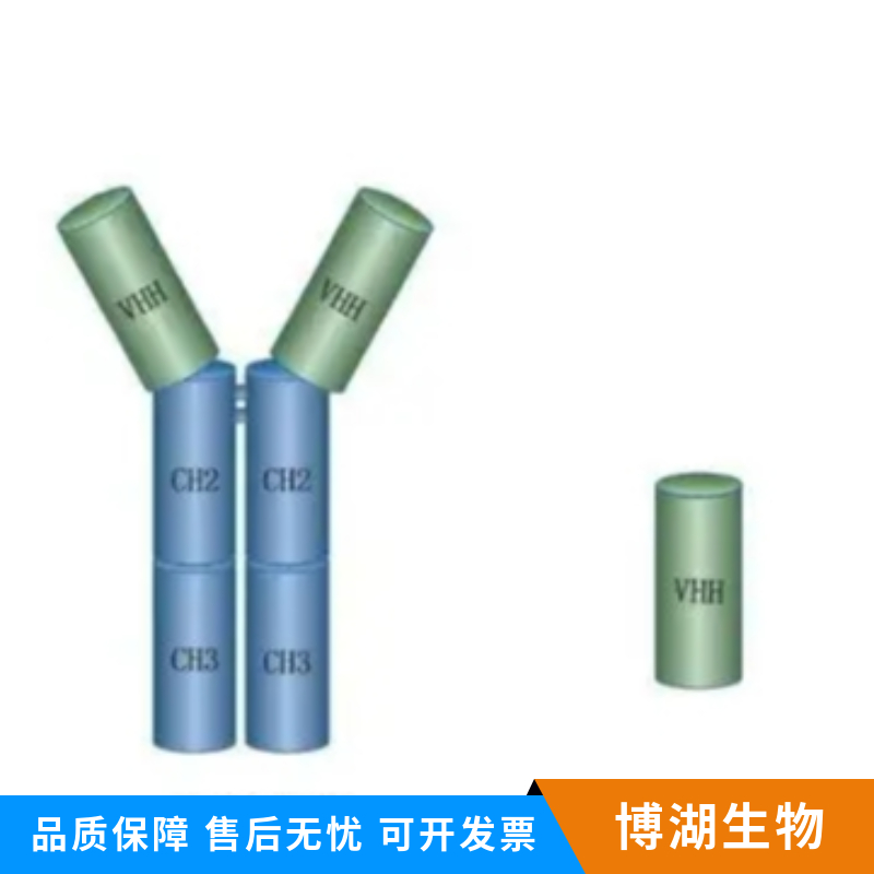 G蛋白偶联受体30抗体,GPR30 Rabbit pAb