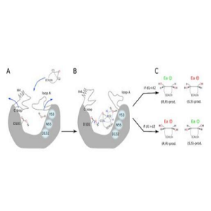 Andrographolide-OVA Conjugate，穿心莲内酯-鸡卵清白蛋白偶联物