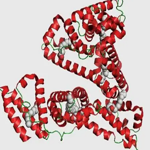 穿心莲内酯-牛血清白蛋白偶联物,Andrographolide-BSA Conjugate
