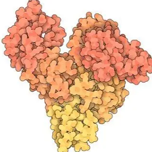 表白桦脂酸-牛血清白蛋白偶联物,Epibetulinic Acid-BSA Conjugate