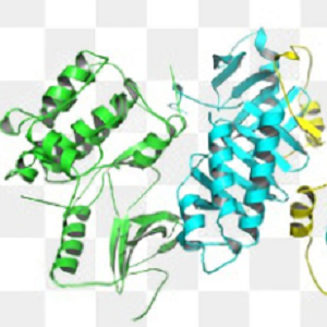 阿西美辛-鸡卵清白蛋白偶联物,Acemetacin-OVA Conjugate