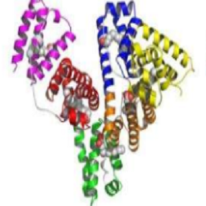 氟伐他汀-鸡卵清白蛋白偶联物,Fluvastatin-OVA Conjugate