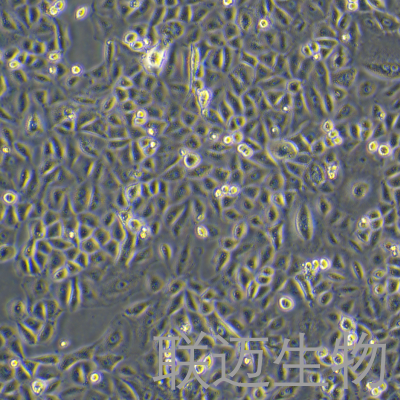 A549-LUC细胞（人非小细胞肺癌细胞荧光素酶标记）LM8C0016-L,A549-LUC