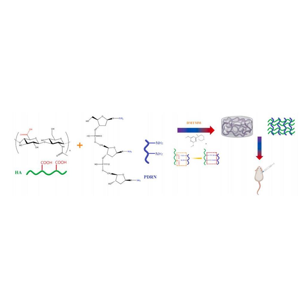 透明质酸钠-多聚脱氧核糖核苷酸交联（HA-PDRN）冻干粉,HA-PDRN