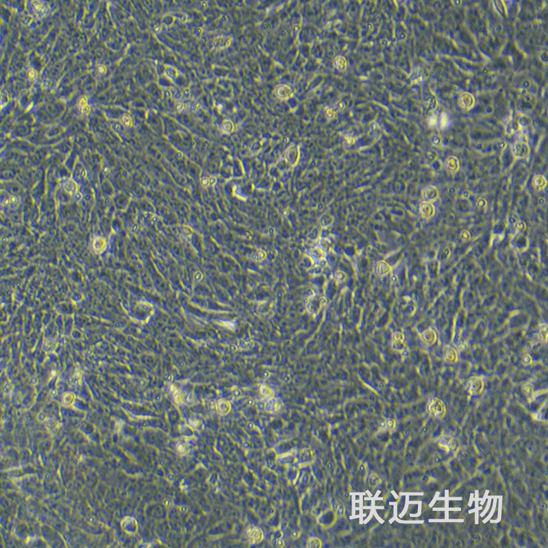 4T1-LUC细胞（小鼠乳腺癌细胞荧光素酶标记）LM8C0007-L,4T1-LUC