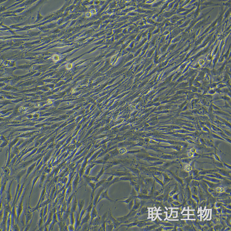 C6-LUC细胞（大鼠脑胶质瘤细胞荧光素酶标记）LM8C0047-L,C6-LUC