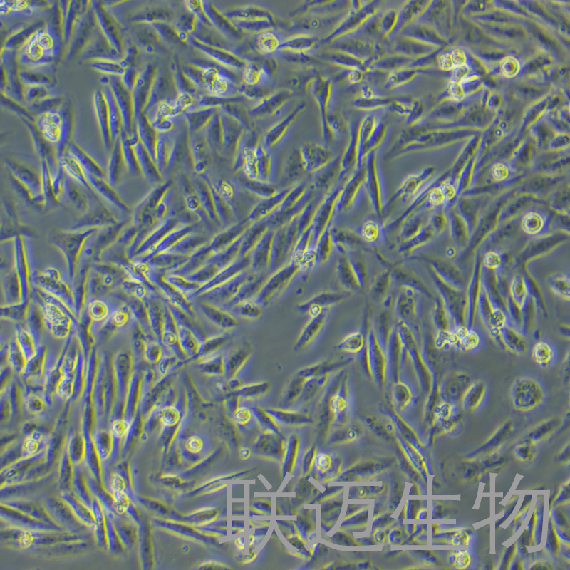 MDA-MB-231-LUC细胞（人乳腺癌细胞-荧光素酶标记）LM8C0150-L,MDA-MB-231-LUC