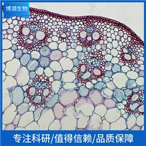 人软骨细胞C28/I2,C28/I2/C28I2