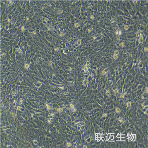 4T1-LUC细胞（小鼠乳腺癌细胞荧光素酶标记）LM8C0007-L