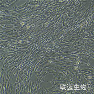 C6-LUC细胞（大鼠脑胶质瘤细胞荧光素酶标记）LM8C0047-L