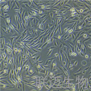 MDA-MB-231-LUC细胞（人乳腺癌细胞-荧光素酶标记）LM8C0150-L