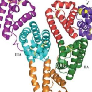 氟尼辛-鸡卵清白蛋白偶联物,Flunixin-OVA Conjugate