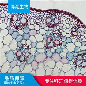 CCD-1069Sk人乳腺浸润性导管癌旁皮肤细胞,CCD-1069Sk