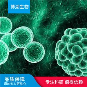 CAL-120人乳腺癌细胞,CAL-120