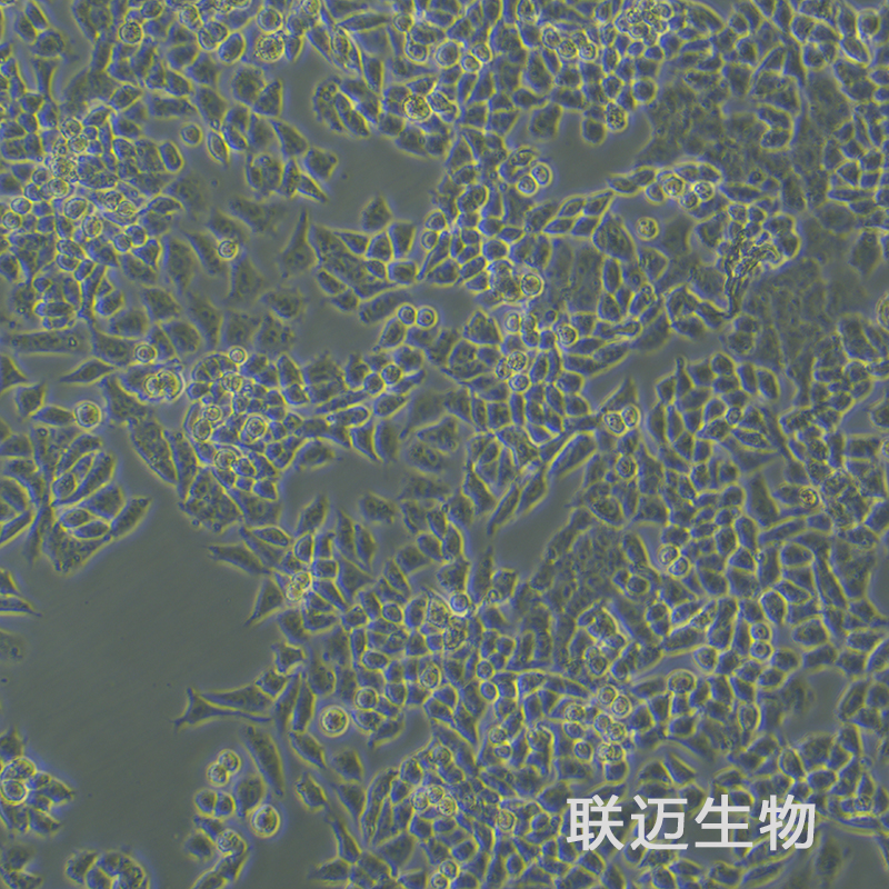 A2780细胞（卵巢癌细胞）LM8C0013,A2780