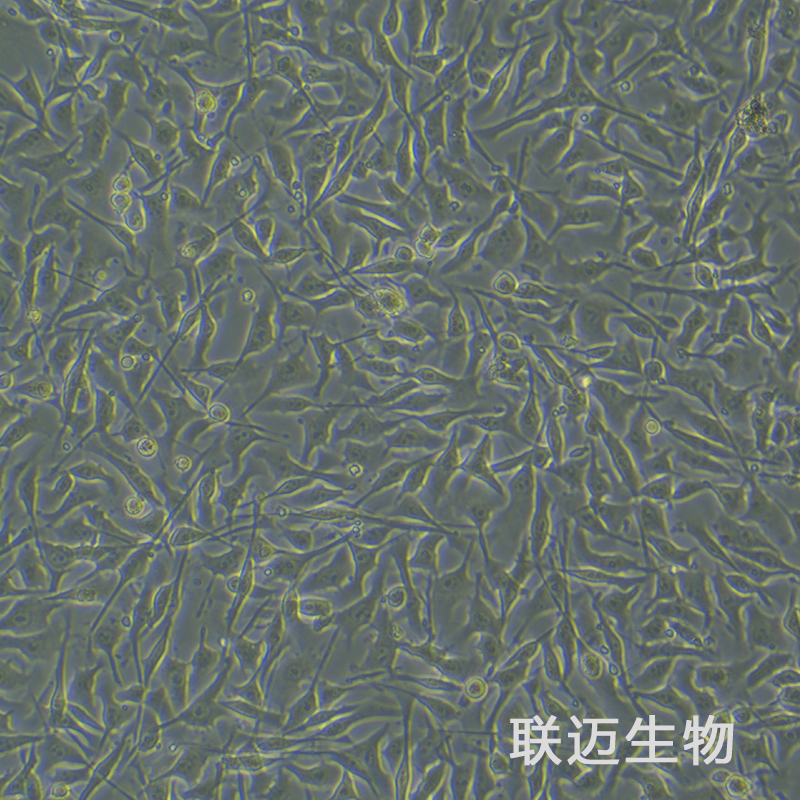 B16细胞（小鼠黑色素瘤细胞）LM8C0029,B16