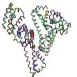 喜树碱-鸡卵清白蛋白偶联物,CPT-OVA