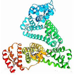 喜树碱-牛血清白蛋白偶联物,CPT-BSA