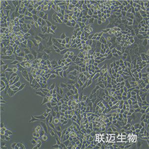 A2780细胞（卵巢癌细胞）LM8C0013