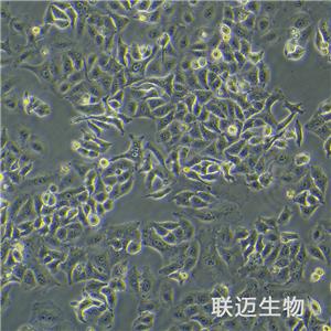 A549[A-549]细胞（非小细胞肺癌细胞STR鉴定正确）LM8C0016