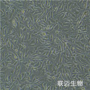 B16细胞（小鼠黑色素瘤细胞）LM8C0029