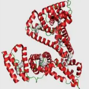 雷公藤红素-鸡卵清白蛋白偶联物,Celastrol-Ovalbumin Conjugate