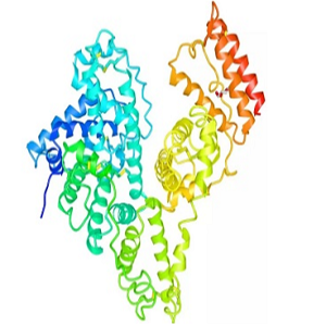 雷公藤红素-牛血清白蛋白偶联物,Celastrol-BSA Conjugate