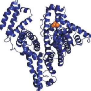 熊去氧胆酸-牛血清白蛋白偶联物,UDCA-BSA