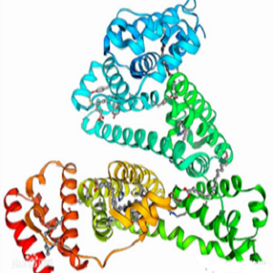 鹅去氧胆酸-牛血清白蛋白偶联物,CDCA-BSA