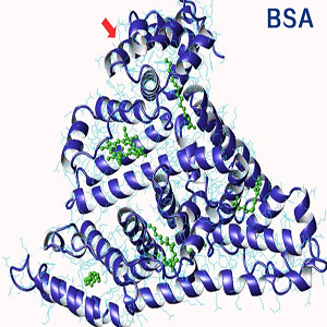 甘草次酸-牛血清白蛋白偶联物,Glycyrrhetinic Acid-BSA Conjugate