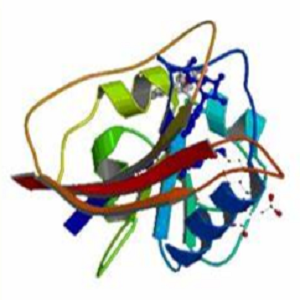 UDCA-OVA，熊去氧胆酸-鸡卵清白蛋白偶联物
