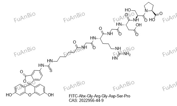 FITC-Ahx-Gly-Arg-Gly-Asp-Ser-Pro,FITC-Ahx-Gly-Arg-Gly-Asp-Ser-Pro