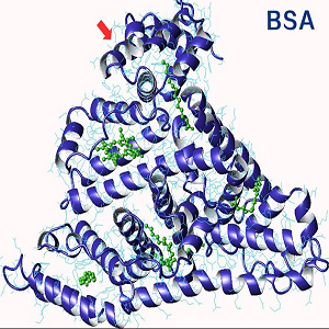 丹酚酸B-牛血清白蛋白偶联物,Salvianolic Acid B-BSA Conjugate