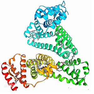 大黄酸-鸡卵清白蛋白偶联物,Rhein-OVA Conjugate