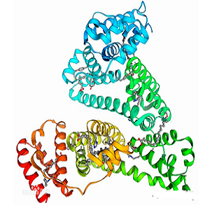 熊果酸-牛血清白蛋白偶联物,Ursolic Acid-BSA Conjugate