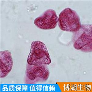 C8-D1A [Astrocyte type I clone] 小鼠小脑星状胶质细胞