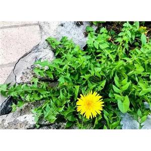 蒲公英提取物,Dandelion root extract