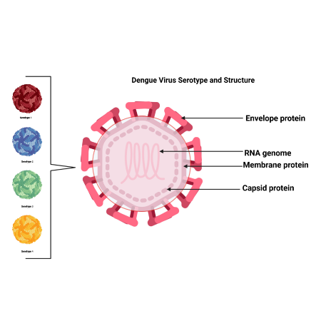 登革病毒DENV-4 Envelope蛋白,Dengue Virus Serotype 4 Envelope protein