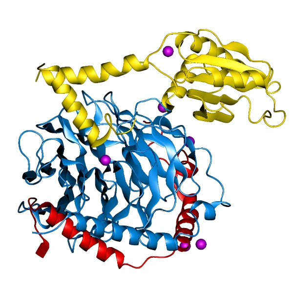 重组G蛋白,Protein G