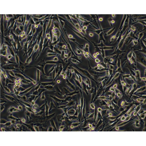 小鼠胚胎成骨细胞MC3T3E1